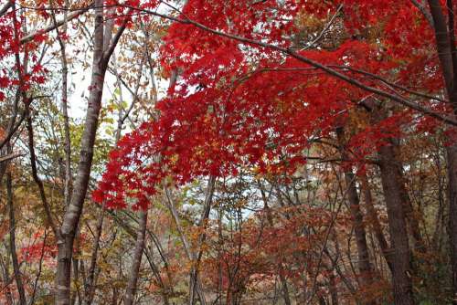 Autumn Autumn Leaves Wood