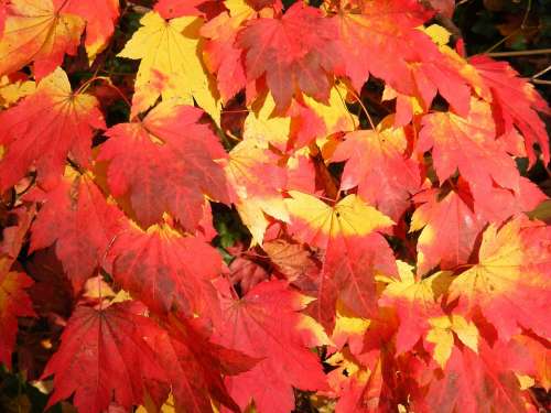 Autumn Colour Leaves Tree Fall Colors