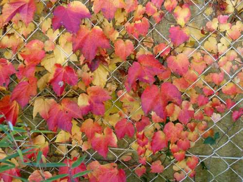 Autumn Golden Autumn Leaves Leaves In The Autumn