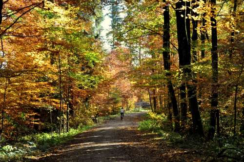 Autumn Deciduous Forest Forest Nature Fall Foliage