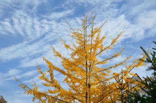 Autumn Tree Nature Sky Branch Clouds Rest Golden