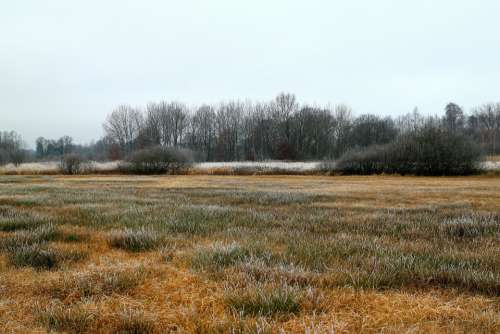 Autumn Winter Frost Reed Grass Plant Wetland