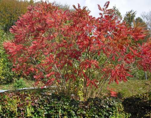 Autumn Fall Foliage Autumn Colours Nature Bush