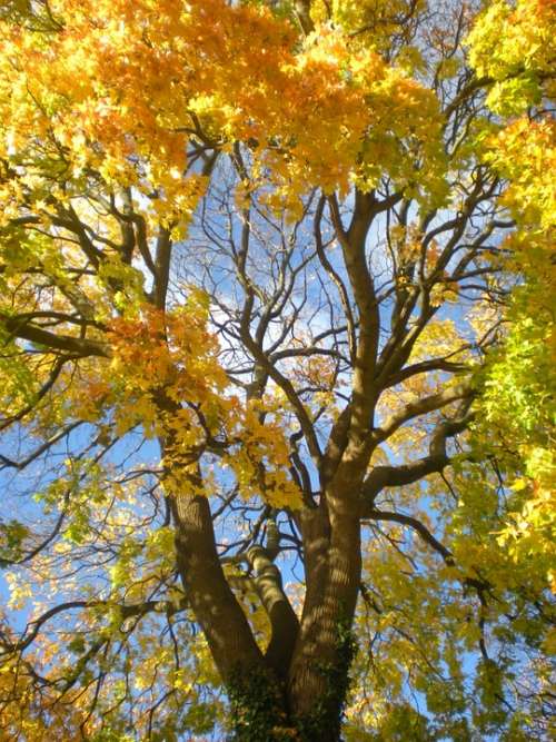 Autumn Yellow Orange Maple Tree Tanto Södermalm