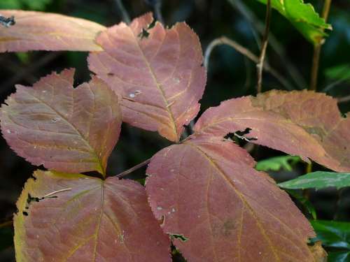 Autumn Fall Leaves Early Morning Sunlight Nature