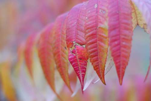 Autumn Foliage Colors Branch Leaves Color
