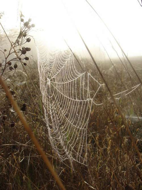Autumn Web Branch Morning