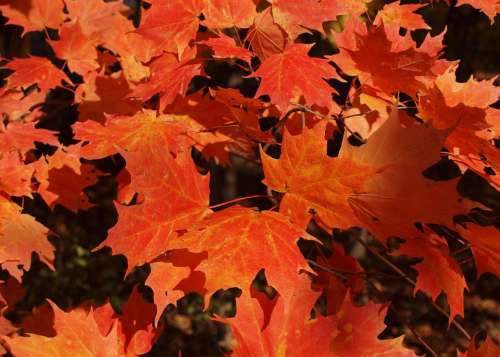 Autumn Fall Orange Maple Leaf Leaves Nature Tree