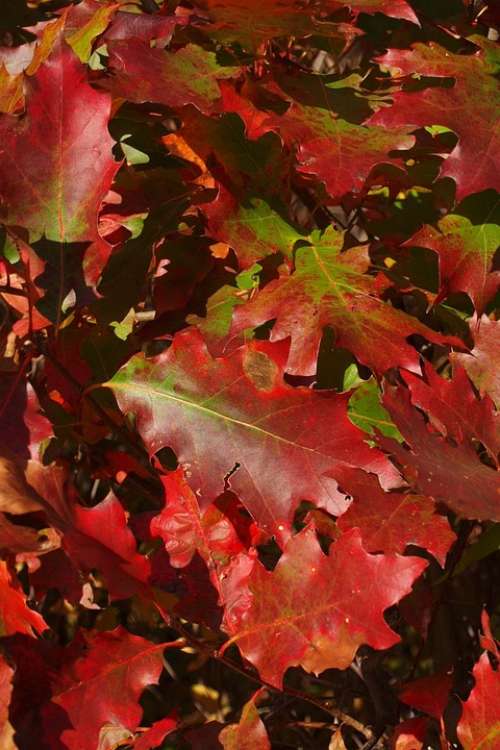 Autumn Fall Red Green Oak Leaf Leaves Nature