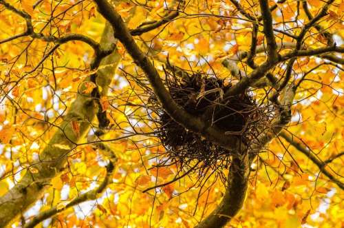 Autumn Tree Branch Branches Leaf Leaves Yellow