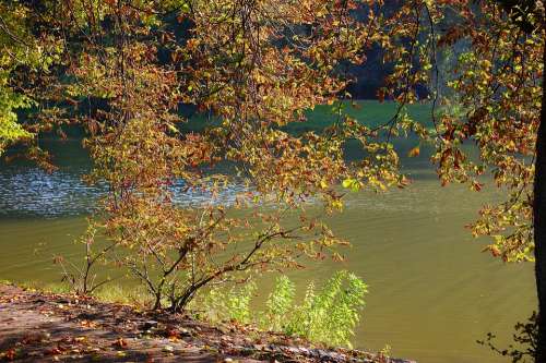 Autumn Lake Tree Leaves Nature Sunny Branches