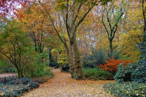 Autumn Forest Park Trees Shrubs Colorful Blatter