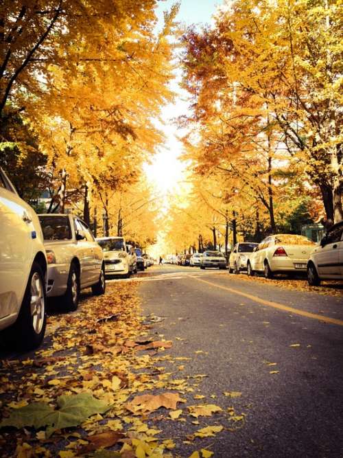 Autumn Street Break The Leaves