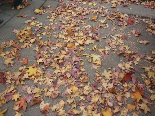 Autumn Fall Leaves Colorful Coloured Fall Colors