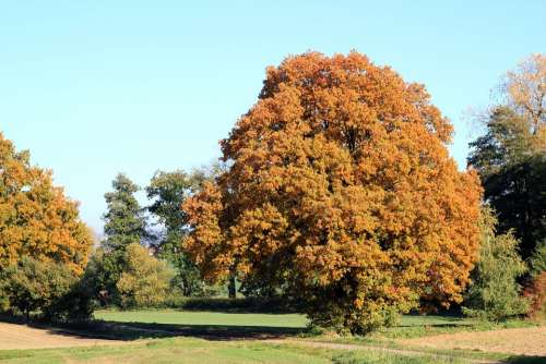 Autumn Tree Colorful Leaves
