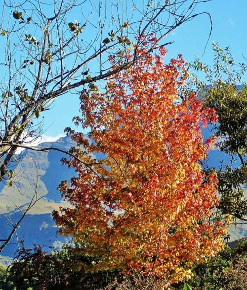 Autumn Tree Leaves Foliage Burnished Season