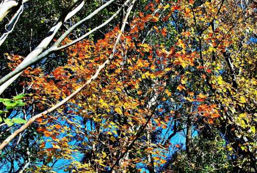 Autumn Branches Tree Twigs Leaves Orange Yellow