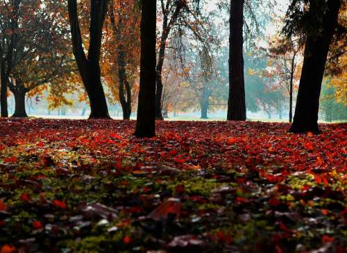 Autumn Nature Landscape