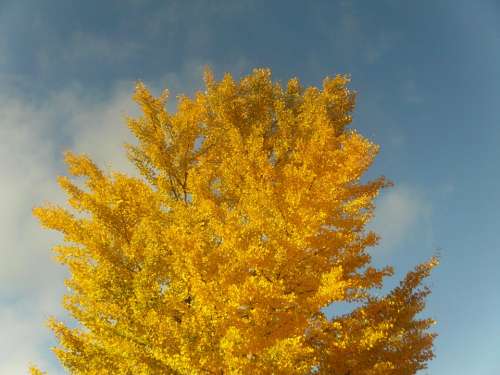 Autumn Golden Autumn Yellow Tree Leaves Colorful