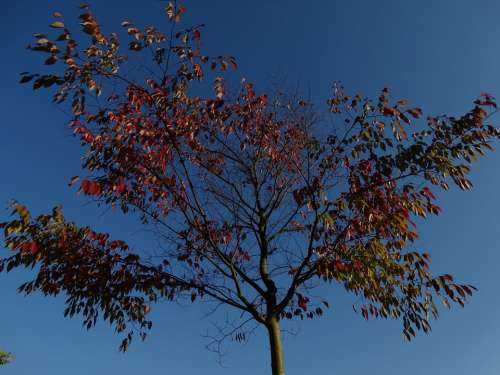 Autumn Fall Leaves Blue Sky Blue Red Yellow Brown