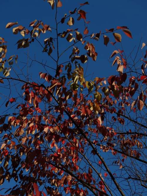 Autumn Fall Leaves Blue Sky Blue Red Yellow Brown