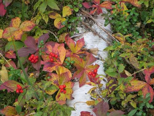 Autumn Berries Nature Fall Branch Foliage