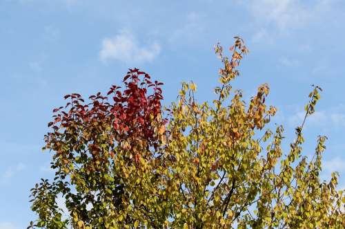 Autumn Autumn Beginning Tree Crown Leaves Color