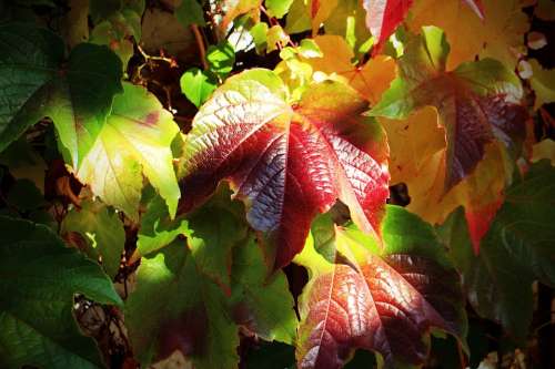 Autumn Leaves Golden Autumn Vine Red Yellow Green