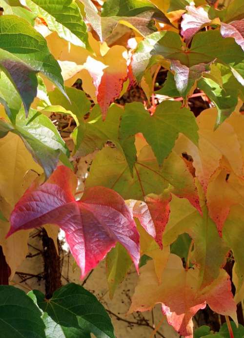 Autumn Leaves Golden Autumn Vine Red Yellow Green