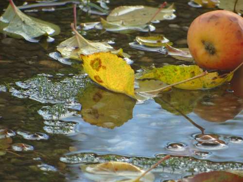 Autumn Water Nature Leaf Apple Windfall