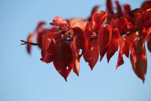 Autumn Autumn Mood Red Leaves Emerge Tree October