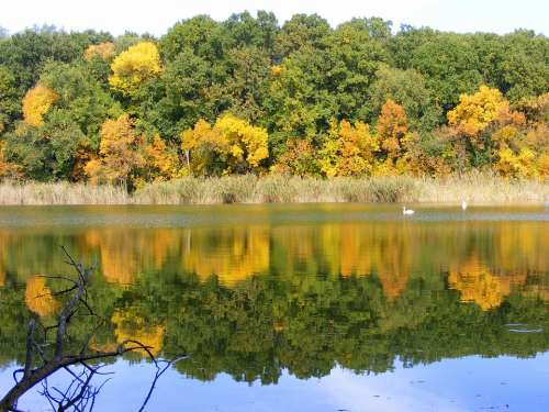 Autumn Landscape Lake Trees Leaf Mirror Feerie