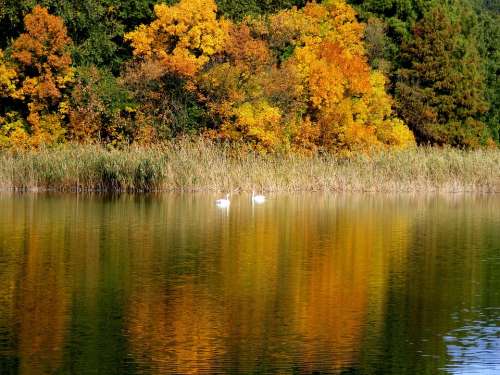 Autumn Landscape Lake Swans Trees Leaf Mirror