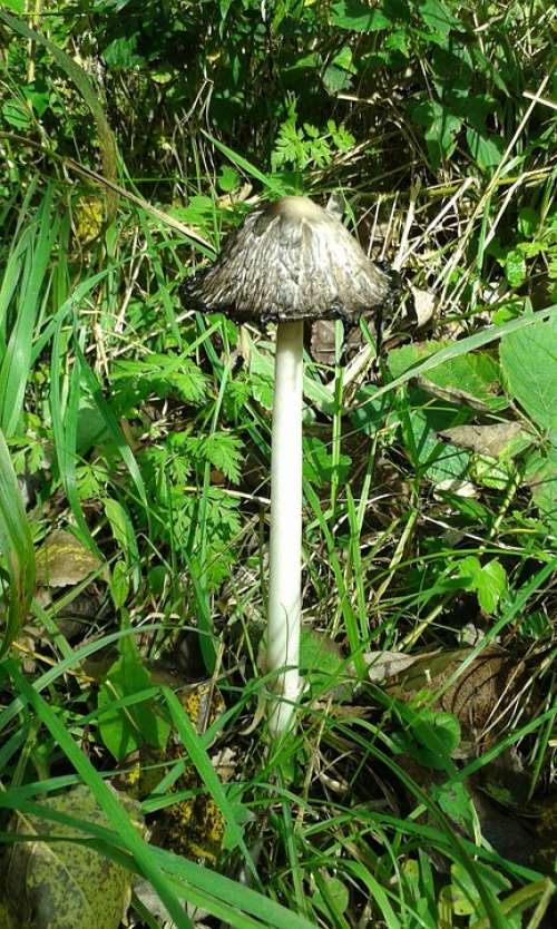 Autumn Mushroom Agaric Nature Forest Mushrooms