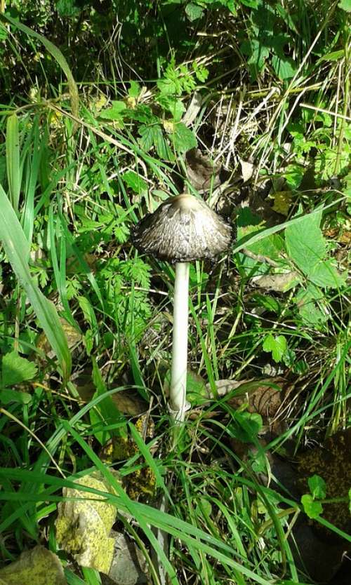 Autumn Mushroom Nature Agaric Forest