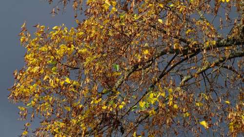 Autumn Autumn Mood Linde Emerge Tree Leaves