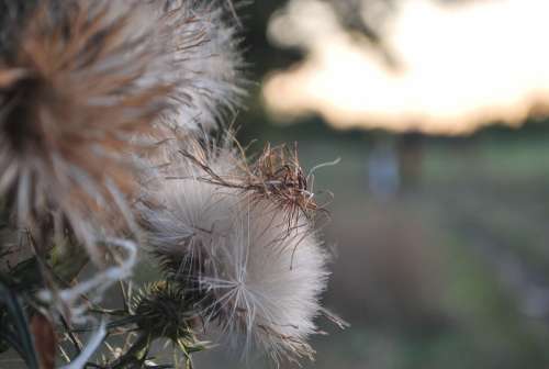 Autumn Dry Barbs Nature Fore