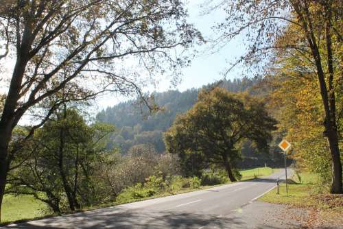 Autumn Road Trees Avenue Driving A Car Leaves