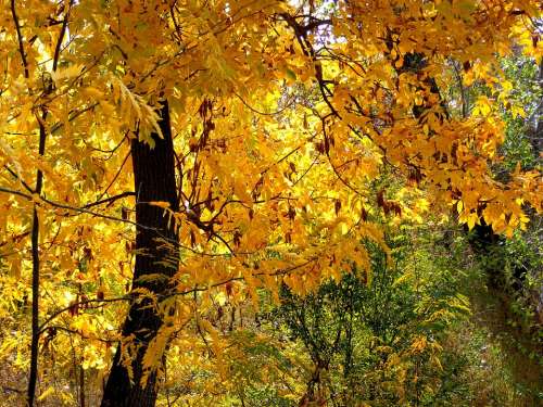 Autumn Forest Colors Yellow Landscape