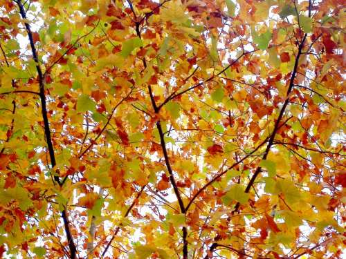 Autumn Autumn Leaves Wood The Leaves Red Maple Leaf