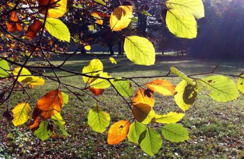 Autumn Park Leaves Emerge Fall Leaves