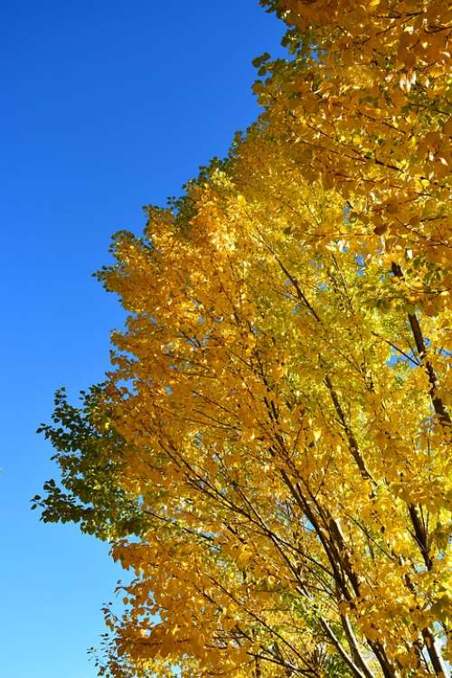 Autumn Yellow Leaves Blue Sky The Scenery