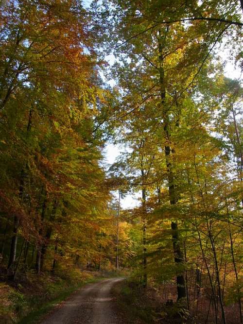 Autumn Forest Trees Nature Leaves Sky