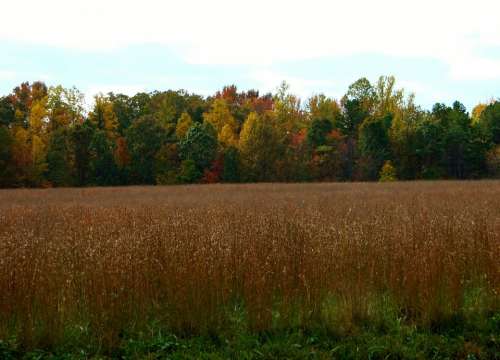 Autumn Fall Meadow Field Hay Grass Landscape