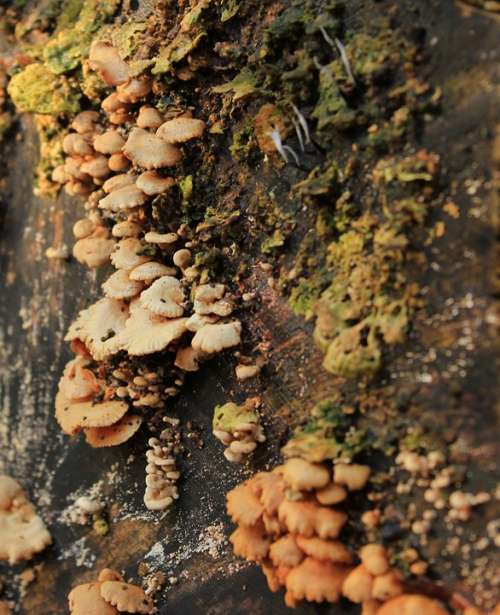 Autumn Mushrooms Mushroom Wood Morsch