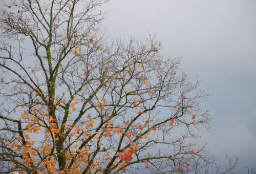 Autumn Tree Sky
