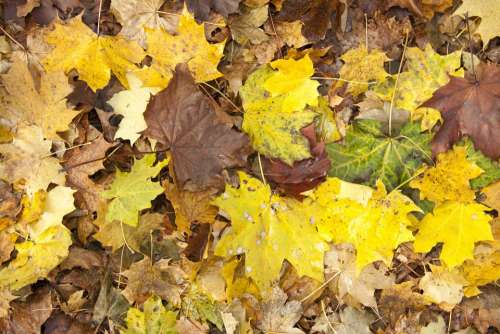 Autumn Garden Nature Leaves November In The Free