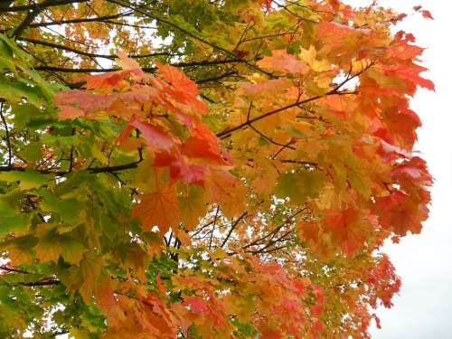 Autumn Leaves Trees Maple Colorful Nature