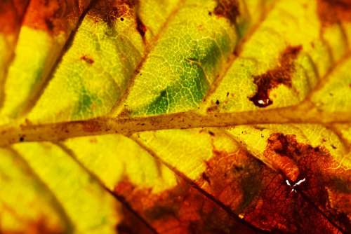 Autumn Background Close-Up Color Colorful Detail