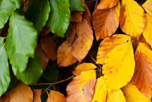 Autumn Beech Leaves Branch Brown Color Colorful
